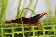 1601017_Caridina-spec_Gelbband-Matano-Garnele_01