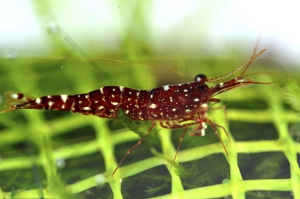 1601117_Caridina-glaubrechti_Rote-Orchidee-Garnele_01