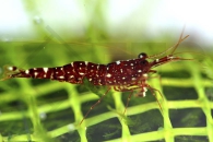 1601117_Caridina-glaubrechti_Rote-Orchidee-Garnele_01