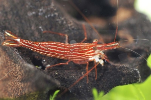 1601187_Caridina-striata_Rotlinien-Streifengarnele_01