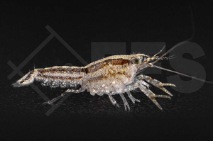 1601217_Cambarellus-texanus_Texas-Zwergflusskrebs_01