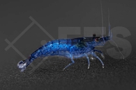 1601667_Neocaridina-davidi_Blue-Velvet-Garnele_01