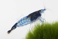 1601737_Neocaridina-davidi_Rili-Garnele-blau_01