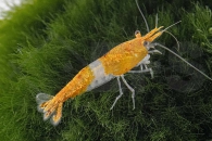 1601747_Neocaridina-davidi_Rili-Garnele-orange_01