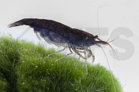 1601757_Neocaridina-davidi_Schwarze-Zwerggarnele_01