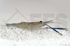 1601867_Macrobrachium-dayanum_Ringelhandgarnele_blau_01