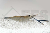 1601867_Macrobrachium-dayanum_Ringelhandgarnele_blau_01