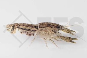 1601887_Cambarellus-ninae_Ninas-Zwergflusskrebs_01