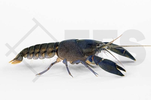 1601907_Cherax-spec-blue-moon-black-body_Black-Scorpion-Variante-Blau_01