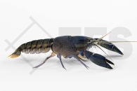 1601907_Cherax-spec-blue-moon-black-body_Black-Scorpion-Variante-Blau_01