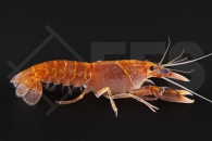 1601927_Cherax-destructor-var-volcano_Volcano-Yabby_01