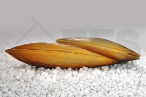 1900047_Pilsbryoconcha-exilis_Tropische-Suesswassermuschel_01