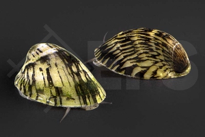 1900147_Septaria-porcellana_gruene-muschelschnecke_01