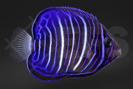 m10006_pomacanthus-annularis_ringkaiserfisch_01