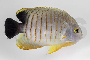 m10014_centropyge_eibli_eibls_zwergkaiser_01