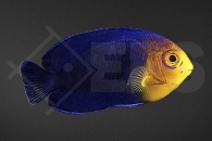 m10025_Centropyge-argi_Blauer-Zwergkaiserfisch_01