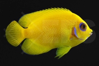 m10026_Centropyge-flavissima_Zitronen-Zwergkaiserfisch_01