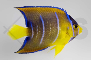 m10033_Holacanthus-ciliaris_Diadem-Prachtkaiserfisch_juvenil_01