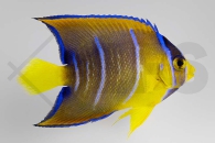 m10033_Holacanthus-ciliaris_Diadem-Prachtkaiserfisch_juvenil_01