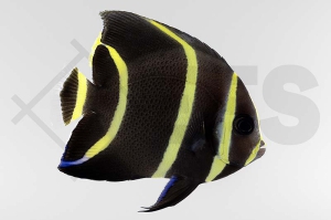 m10054_Pomacanthus-paru_Franzosen-Kaiserfisch_01