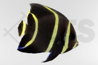 m10054_Pomacanthus-paru_Franzosen-Kaiserfisch_01