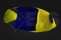 m10055_Centropyge-bicolor_Blaugelber-Zwergkaiser_02