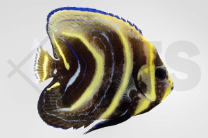 m10070_Pomacanthus-zonipectus_Cortez-Kaiserfisch_01