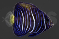 m10076_Pomacanthus-maculosus_Arabischer-Kaiserfisch_gelbe-Sichel_01