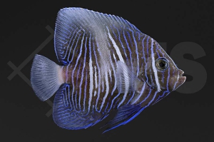 m10078_Pomacanthus-maculosus_Arabischer-Kaiserfisch_weisse-Sichel_01