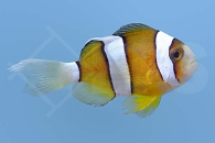 m10100_Amphiprion-clarkii_Clarks-Anemonenfisch_Natur_00