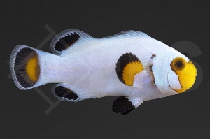 m10101_Amphiprion-ocellaris_Falscher-Clownfisch_Wyoming-White_01