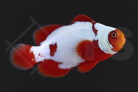 m10103_Premnas-biaculeatus_Samtanemonenfisch_thunder_01