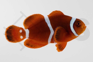 m10104_Premnas-biaculeatus_Samtanemonenfisch_Gold-Stripe_01