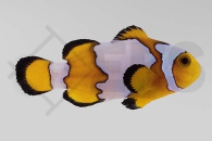 m10105_Amphiprion-ocellaris_Falscher-Clownfisch_Premium-snowflake_01