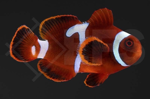 m10113_Premnas-biaculeatus_Samtanemonenfisch_Goldflake_01