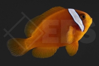 m10114_Amphiprion-frenatus_Weissbinden-Anemonenfisch_Natur_01
