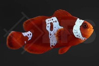 m10126_Premnas-biaculeatus_Samtanemonenfisch_Lightning-Maroon_01