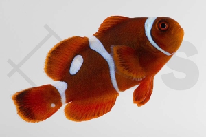 m10132_Premnas-biaculeatus_Samtanemonenfisch_Gold-Dot-Maroon_01