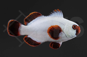 m10138_ Premnas-biaculeatus_Samtanemonenfisch_Gold-Nugget-Maroon_01