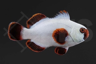 m10138_ Premnas-biaculeatus_Samtanemonenfisch_Gold-Nugget-Maroon_01