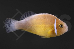 m10142_Amphiprion-perideraion_Halsband-Anemonenfisch_Natur_01