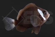 m10143_Amphiprion-mccullochi_McCullochs-Anemonenfisch_Natur_01