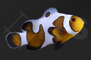 m10144_Amphiprion-ocellaris_Falscher-Clownfisch_Mocha-Gladiator_01
