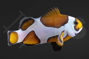 m10148_Amphiprion-ocellaris_Falscher-Clownfisch_Orange-Storm_01