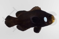 m10153_Amphiprion-ocellaris_Falscher-Clownfisch_Single-dot-domino_01