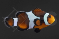m10156_Amphiprion-ocellaris_Falscher-Clownfisch_fancy_01