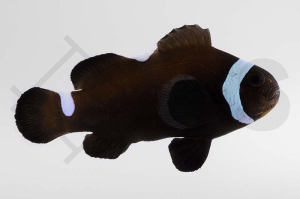 m10157_Amphiprion-ocellaris_Falscher-Clownfisch_Extreme-Misbar-Black_01