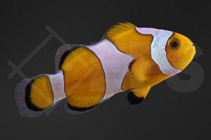 m10158_Amphiprion-ocellaris_Falscher-Clownfisch_Gladiator_01