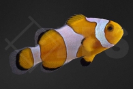 m10158_Amphiprion-ocellaris_Falscher-Clownfisch_Gladiator_01