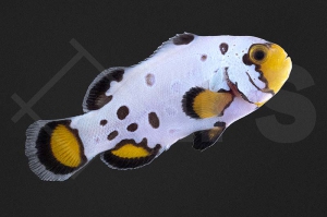 m10159_Amphiprion-ocellaris_Falscher-Clownfisch_Premium-Frostbite_01